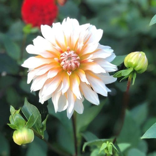 Orange & Snow - Blomsterverden